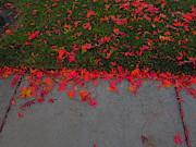 Signs of Autumn #1 Photograph by Richard Thomas Signs of Autumn #1 Photograph by Richard Thomas