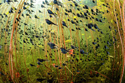 Western Toad Tadpoles Swimming Among Lily Pads In Lake #4 Photograph by Shane Gross / Naturepl.com