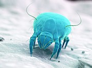 Dust Mite #43 Photograph by Science Photo Library