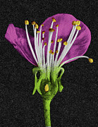 Flower #43 Drawing by CSA Images