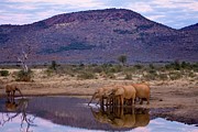 African Elephant (loxodonta Africana) #5 Photograph by Roger De La Harpe