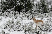 After the Snow #5 Photograph by Ronnie And Frances Howard