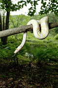 Albino Ball Python Climbing Tree #5 Photograph by David Kenny Albino Ball Python Climbing Tree #5 Photograph by David Kenny