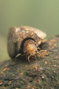 Case-building Caddisfly Larva, Underwater, Europe, June #5 Photograph by Jan Hamrsky / Naturepl.com Case-building Caddisfly Larva, Underwater, Europe, June #5 Photograph by Jan Hamrsky / Naturepl.com