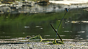 Common Kingfisher Alcedo Atthis O Seixo #5 Photograph by Sapiens Verbum Common Kingfisher Alcedo Atthis O Seixo #5 Photograph by Sapiens Verbum