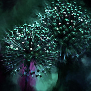 Giant Allium #5 Photograph by Bonnie Bruno