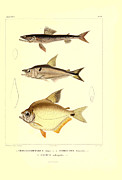 Illustration Of South American Fish #5 Painting by Science Source