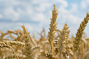 Ripe Wheat Crop #5 Photograph by Science Photo Library
