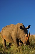 White Rhinoceros Or Square-lipped #5 Photograph by Roger De La Harpe