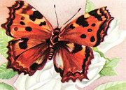 Butterfly #56 Drawing by CSA Images Butterfly #56 Drawing by CSA Images