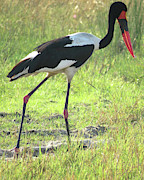 Bird #6 Photograph by Eric Pengelly