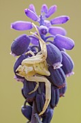 Crab Spider #6 Photograph by Science Photo Library