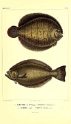 Illustration Of South American Fish #6 Painting by Science Source
