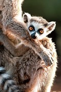 Infant Ring-tailed Lemur (lemur Catta) #6 Photograph by Nick Garbutt