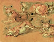 Pieter Boel moved to Paris in order to paint the animals in the newly established zoo of Louis XIV. #6 Painting by Pieter Boel -1622-1674- Pieter Boel moved to Paris in order to paint the animals in the newly established zoo of Louis XIV. #6 Painting by Pieter Boel -1622-1674-