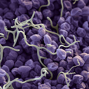 Slime Mold Spores #6 Photograph by Meckes/ottawa