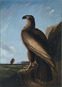 Washington Sea Eagle Painting by John James Audubon Washington Sea Eagle Painting by John James Audubon
