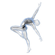 Anatomy Of A Dancer #7 Photograph by Science Photo Library