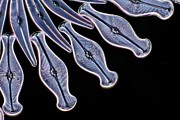 Assorted Diatoms #7 Photograph by Science Photo Library