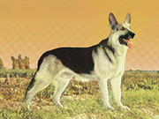 German Shepherd #7 Drawing by CSA Images German Shepherd #7 Drawing by CSA Images
