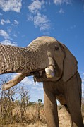 African Elephant {loxodonta Africana} #8 Photograph by Roger De La Harpe