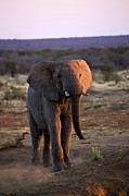 African Elephant (loxodonta Africana) #9 Photograph by Roger De La Harpe