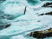 Black-browed Albatross (thalassarche #9 Photograph by Ralph Lee Hopkins