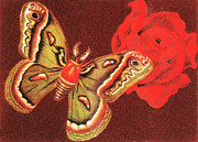 Butterfly #9 Drawing by CSA Images Butterfly #9 Drawing by CSA Images