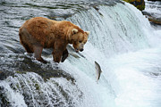 A Bear Hunting For Salmon Photograph by Piriya Photography