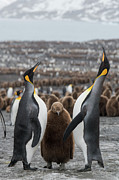 A Breeding Pair Of King Penguins With Their Chick. St Photograph by Ben Cranke / Naturepl.com