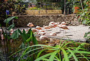 A Flock of Pink Flamingos Photograph by L Bosco