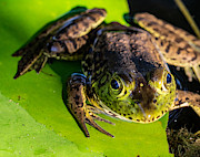 A Frog Looking at Me Photograph by L Bosco