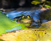 A Frog Greeting the Day Photograph by L Bosco
