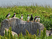 A Gathering of Puffins Photograph by Scene by Dewey A Gathering of Puffins Photograph by Scene by Dewey