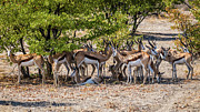 A herd of springboks, Namibia Photograph by Lyl Dil Creations