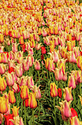 A Kaleidoscope of Tulips Photograph by Kristia Adams