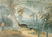 A Landscape In Ceylon, With Barking Drawing by Artokoloro