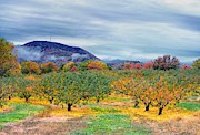 A Moment in the Orchard Photograph by Blaine Owens