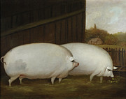 A Pair of Pigs Painting by English School