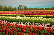A Piece Of Holland in Jersey Photograph by Kristia Adams