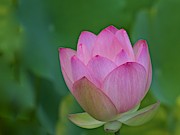 A Pink Lotus in Full Bloom Photograph by L Bosco