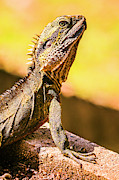 A predators portrait Photograph by Jorgo Photography A predators portrait Photograph by Jorgo Photography