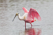 A Roseate Spoonbill With Wings Raised Photograph by James Urbach
