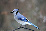 A Snowy Day with Blue Jay Photograph by Trina Ansel A Snowy Day with Blue Jay Photograph by Trina Ansel