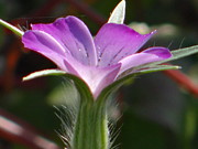 A study in lilac Photograph by Karin Ravasio A study in lilac Photograph by Karin Ravasio