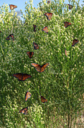A swarm of Queens Photograph by Gaelyn Olmsted