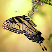 A Tiger by His Tail Photograph by Michael Allard