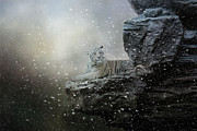 A Time Of Rest Photograph by Jai Johnson