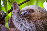 A Two-toed Sloth Sleeps Among The Leafs Photograph by Jose Calvo