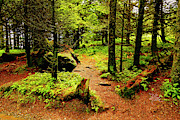 A Walk In The Woods Photograph by Meta Gatschenberger